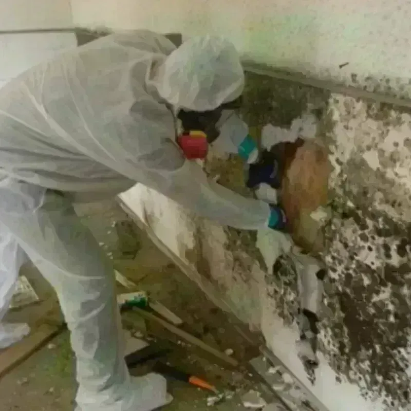 Mold Remediation and Removal in Mapleton, UT